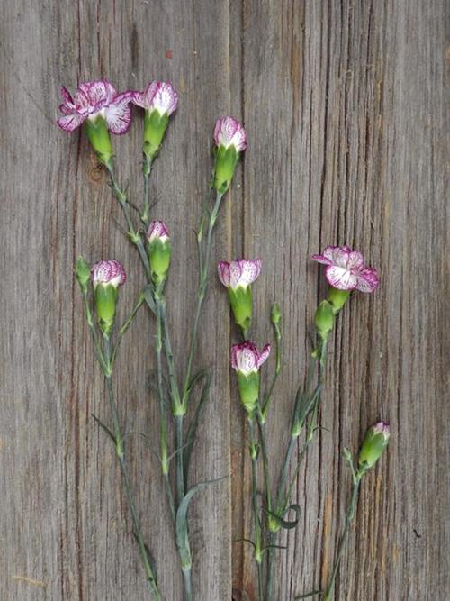 SPECTRO  BI-COLOR PURPLE/ WHITE MINI CARNATIONS